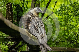 Bearded vulture