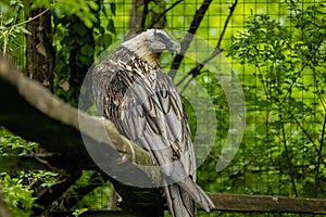 Bearded vulture