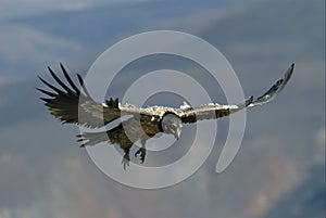 Bearded Vulture