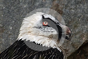 Bearded vulture