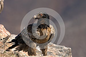 Bearded Vulture