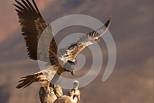 Bearded Vulture