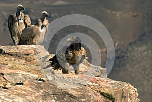 Bearded Vulture