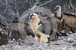 Bearded Vulture