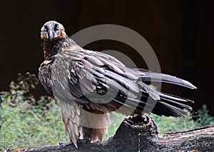 Bearded vulture