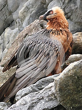 Bearded vulture