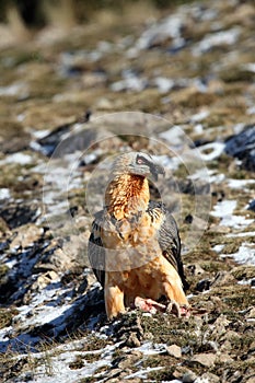 The bearded vulture also known as the lammergeier or ossifrage on a hillside with a dusting of snow in the Pyrenees