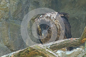 The bearded vulture, also known as the lammergeier and ossifrage, is a very large bird of prey.
