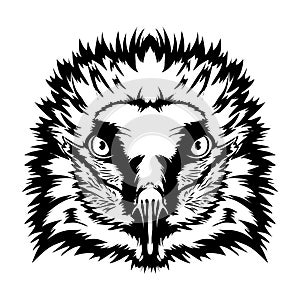Bearded Vulture cute cartoon face vector iilustration in hand drawn style photo