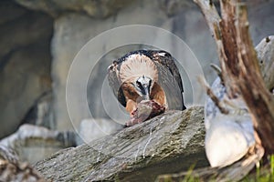 Bearded Vulture feeding on Carcass. Rare Bird on rock eating
