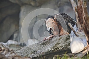 Bearded Vulture feeding on Carcass. Rare Bird on rock eating