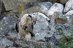Bearded Vulture with feeding on a carrion, acquired food
