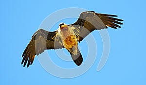 Bearded Vulture in flight