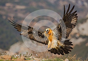 Bearded Vulture in flight