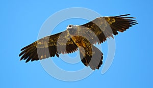 Bearded Vulture in flight