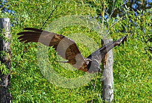 Bearded Vulture flight