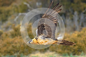 Bearded vulture flying