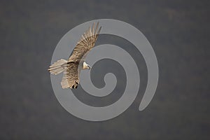 Bearded vulture flying in the Spanisch mountains.