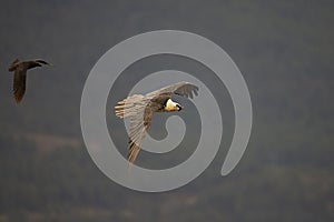 Bearded vulture flying in the Spanisch mountains.