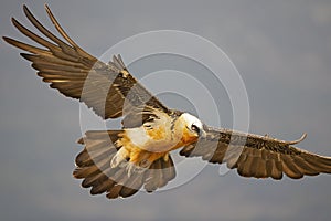 Bearded vulture flying in the Spanisch mountains. Lammergier vliegend in de Spaanse PyreneeÃ«n.