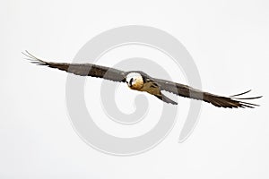 Bearded vulture flying in the Spanisch mountains. Lammergier vliegend in de Spaanse PyreneeÃ«n.