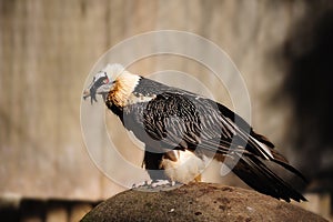 Bearded Vulture (Gypaetus barbatus)