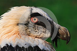 The bearded vulture (Gypaetus barbatus) photo