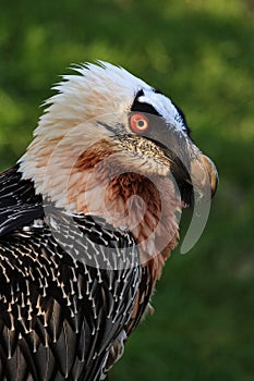 The bearded vulture (Gypaetus barbatus)