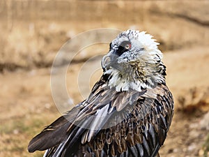 Bearded vulture, Gypaetus barbatus