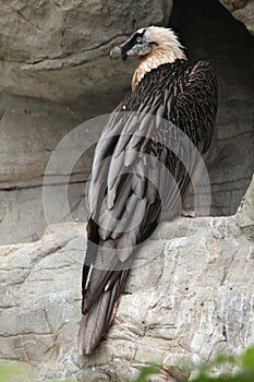 Bearded vulture (Gypaetus barbatus).