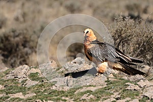 The bearded vulture Gypaetus barbatus. Adult Adult showing all its colors.