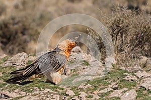 The bearded vulture Gypaetus barbatus. Adult eating a bone.