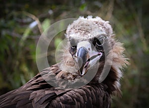 The bearded vulture Gypaetus barbatus, also known as the lammergeier or lammergeyer or ossifrage