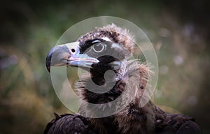 The bearded vulture Gypaetus barbatus, also known as the lammergeier or lammergeyer or ossifrage