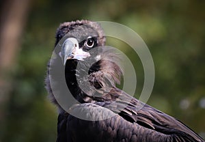 The bearded vulture Gypaetus barbatus, also known as the lammergeier or lammergeyer or ossifrage