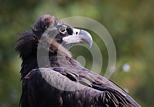 The bearded vulture Gypaetus barbatus, also known as the lammergeier or lammergeyer or ossifrage