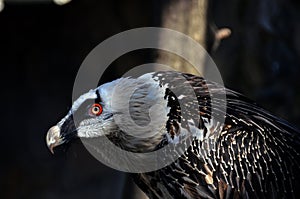 The bearded vulture Gypaetus barbatus