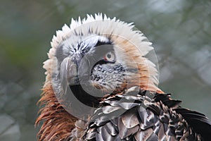 Bearded Vulture Gypaetus barbatus