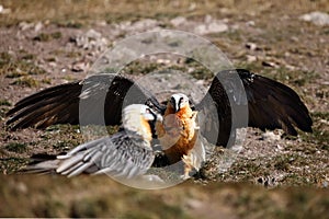 The bearded vulture Gypaetus barbatus, also known as the lammergeier or ossifrage on the feeder. Adult pair of scavengers on