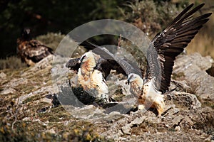 The bearded vulture Gypaetus barbatus, also known as the lammergeier or ossifrage on the feeder. Adult pair of scavengers on