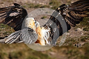 The bearded vulture Gypaetus barbatus, also known as the lammergeier or ossifrage on the feeder. Adult pair of scavengers on