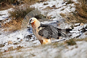 The bearded vulture Gypaetus barbatus, also known as the lammergeier or ossifrage on the feeder on the snow