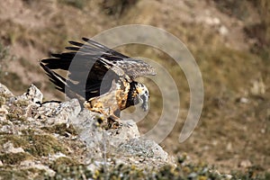 The bearded vulture Gypaetus barbatus, also known as the lammergeier or ossifrage on the feeder. Subadult color scavenger on the