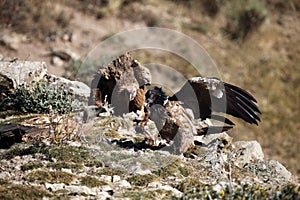 The bearded vulture Gypaetus barbatus, also known as the lammergeier or ossifrage on the feeder. Subadult color scavenger on the