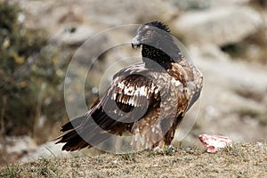 The bearded vulture Gypaetus barbatus, also known as the lammergeier or ossifrage on the feeder. Subadult color scavenger on the