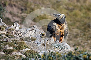 The bearded vulture Gypaetus barbatus, also known as the lammergeier or ossifrage on the feeder. Subadult color scavenger on the