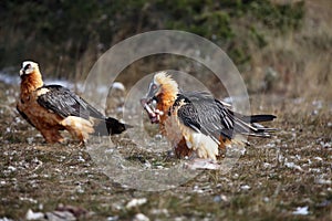 The bearded vulture Gypaetus barbatus, also known as the lammergeier or ossifrage on the feeder swallows huge bone. Typical