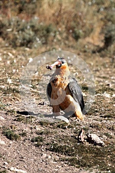The bearded vulture Gypaetus barbatus, also known as the lammergeier or ossifrage on the feeder swallows huge bone. Typical