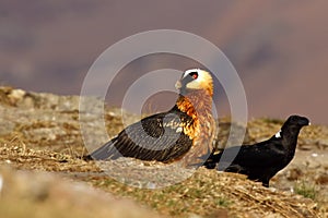 The bearded vulture Gypaetus barbatus, also known as the lammergeier or ossifrage on the feeder swallows huge bone. Typical