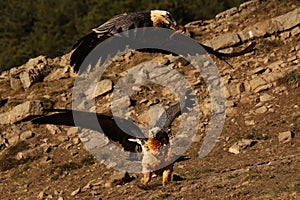 The bearded vulture Gypaetus barbatus, also known as the lammergeier or ossifrage flies low over the ground